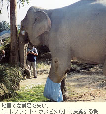 地雷で左前足を失い、「エレファント・ホスピタルで療養する象