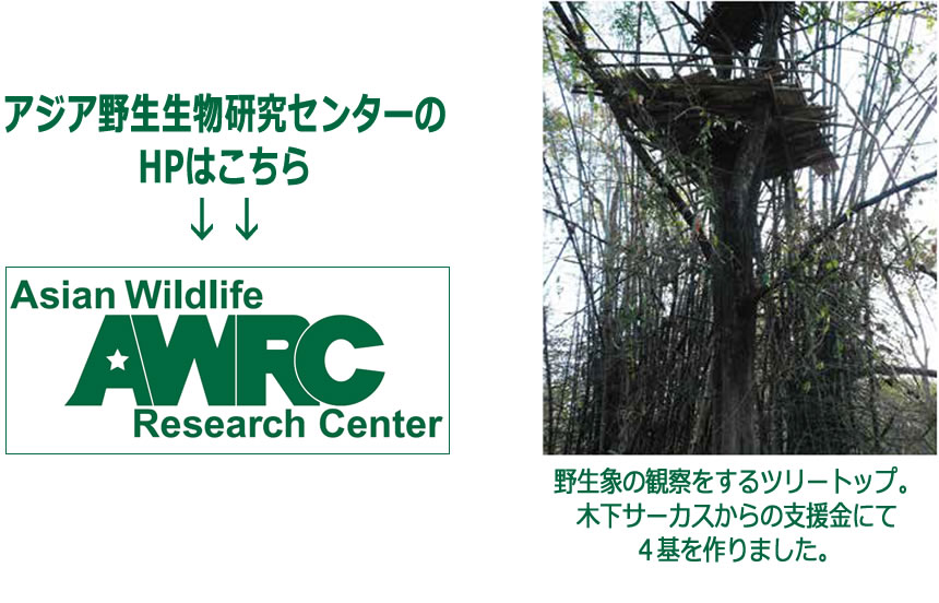 野生象を観察するツリートップを木下サーカスの支援金で作りました。